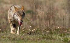 L'assessore regionale Mammi: &laquo;Lupi, servono norme per intervenire in modo efficace&raquo;