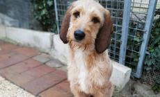 Cani da adottare a Parma