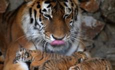 Gb: tigri contro tigri allo zoo, morti due esemplari