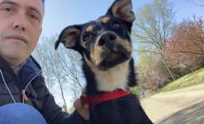 "Ritrovato un cane, chi lo riconosce?": l'appello del sindaco di Fidenza su Facebook
