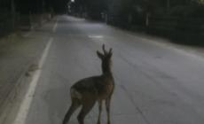Un capriolo per le strade di Ronco Campo Canneto