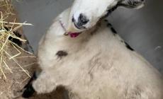 Collecchio, ritrovata la capretta tibetana 
