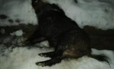 Un altro schianto con un cinghiale: è allarme