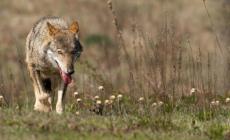 &laquo;Allarme lupi&raquo;: in Valtaro e Valceno raccolte 4.258 firme