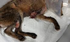 Albareto, tagliola: volpe salvata ma mutilata