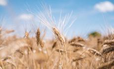 Barilla, la filiera corta del grano duro che valorizza i territori