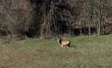 Lupo a passeggio nel Langhiranese