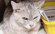 Abbandonano un gatto in una gabbia sul ciglio della strada