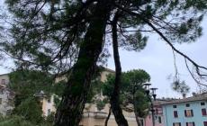 Piazza Matteotti, i pini marittimi saranno abbattuti