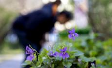 Si cercano giovani under 30 amanti dei giardini