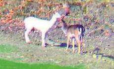  Daino albino avvistato  e fotografato sulle colline