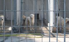 Bocchi: &laquo;Canile-gattile? Cos&igrave; non va&raquo;. Lavagetto: &laquo;Nessun problema con Ade&raquo;