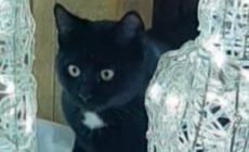 Il micio Arsenio preso a fucilate per pura crudelt&agrave;