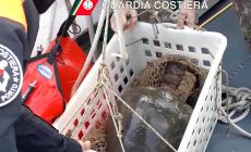 La mareggiata fa scoprire anfore galliche nel mare di Portofino 