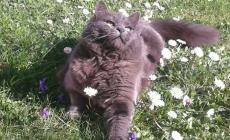 Apericena  per i gatti   di Maria Luigia