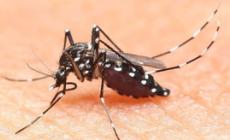 Chikungunya: l'Ausl accerta un caso nel Modenese