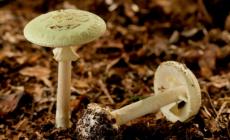 Un'intera famiglia avvelenata dai funghi