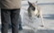 Fontevivo, coi cani in piazza per ricordare Moon e Shadow Foto