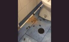 Blatte in ospedale: la Procura indaga per sabotaggio