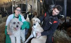 Gabriele e Caterina, due cuori e una stalla