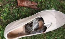 Rientra da un viaggio in Australia e trova un pitone in una scarpa 