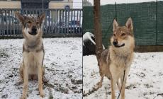 Cani uccisi a fucilate: denunciato un 67enne 