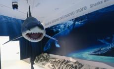 Musile Tanzi dopo le polemiche: &laquo;Il museo MuMab &egrave; una priorit&agrave; per questa amministrazione&raquo;