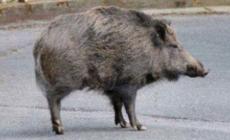 Cinghiale &laquo;fantasma&raquo; in strada Argini: &laquo;C'&egrave; un animale morto&raquo;. Ma la carcassa scompare in poche ore