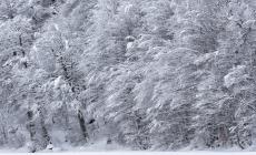 La neve e i boschi: il fascino della natura in zona Lago Santo