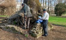 Alberi monumentali &laquo;sorvegliati speciali&raquo;