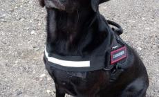 Due cani avvelenati: in azione i Carabinieri forestali