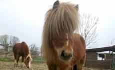 Pony sbranato dai lupi