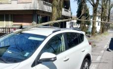 Forte vento, grosso ramo si infila nel parabrezza di un'auto