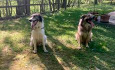 Cani da soccorso della protezione civilevittime delle esche avvelenate