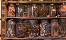Una passeggiata al Museo Guatelli in compagnia del direttore