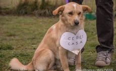 Cani da  adottare a Parma