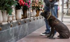 A Parma il cimitero non &egrave; pi&ugrave; vietato ai cani. Con gli umani anche nell'ultimo viaggio