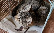 Gatto investito da un'auto. I volontari: &laquo;Nessuno ci ha aiutato per poterlo soccorrere e curare&raquo;