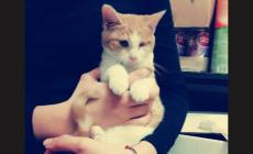 Gatti da adottare a Parma 