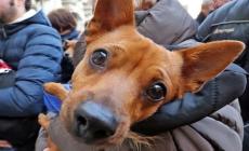 Benedizione degli animali dai Cappuccini