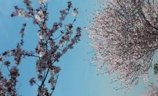 Meteo, &egrave; anticipo di primavera. Temperature sopra la media 