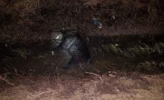 "Cinghiale in strada, incidente con due auto coinvolte" nella Bassa: la foto di un lettore