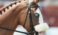 Equitazione: è morta Weihaiwej, "la cavalla dagli occhi azzurri"