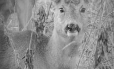 Argine della Parma: ritratto di... nuovo residente