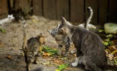 Via al censimento delle colonie feline 