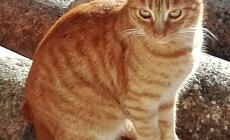 Gatti da adottare - FOTO