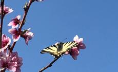 La primavera sul pesco in fiore