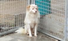 Cani da adottare a Parma 