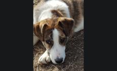 Cani da adottare a Parma: le foto