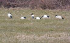Gli Ibis sacri che banchettano nella nostra zona